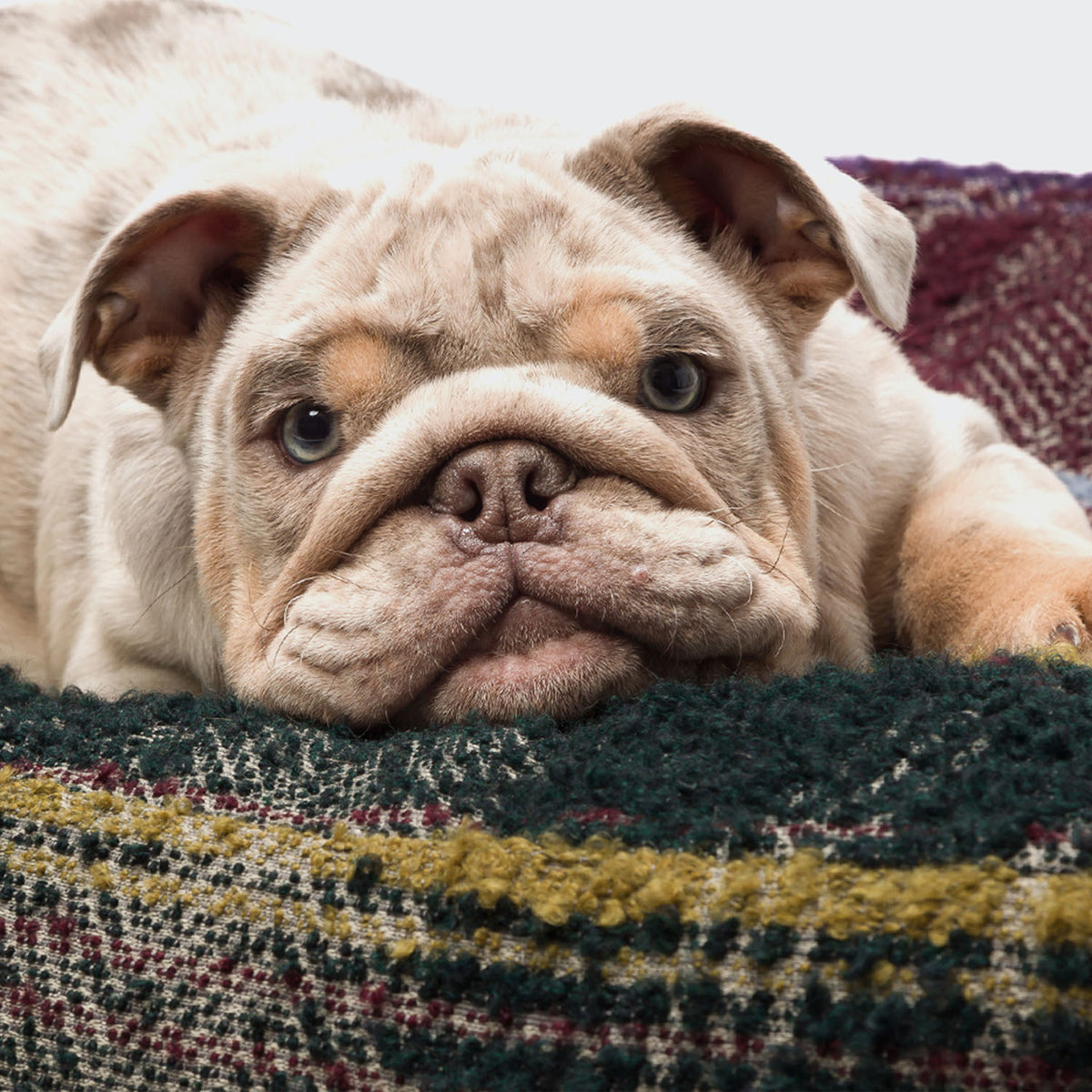 CLOUD7_ Eine hellbraune und weiße Bulldogge hat ihren Kopf auf einer karierten Decke abgelegt und blickt mit einem ruhigen, leicht traurigen Ausdruck direkt in die Kamera.