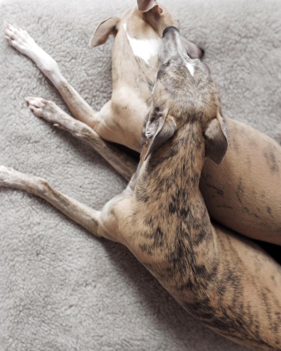 CLOUD7_ Zwei hellbraune und gestromte Windhunde liegen eng beieinander auf einer weichen, hellgrauen Decke, ihre Körper und Beine ausgestreckt, wobei der Kopf des einen Hundes sanft auf dem Hals des anderen ruht.