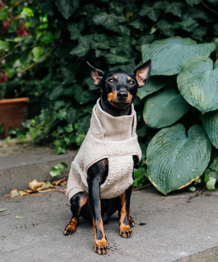 CLOUD7_ Ein kleiner schwarz-brauner Hund, der eine beige Fleecejacke trägt, sitzt auf einem Steinweg, umgeben von großen grünen Blättern und Laub.