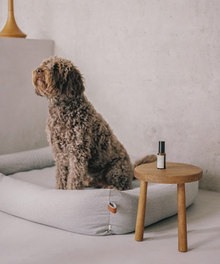 CLOUD7_ Ein brauner Hund mit lockigem Fell sitzt auf einem hellgrauen Hundebett neben einem kleinen Holztisch, auf dem eine Flasche steht, vor einer schlichten, hellen Wand.