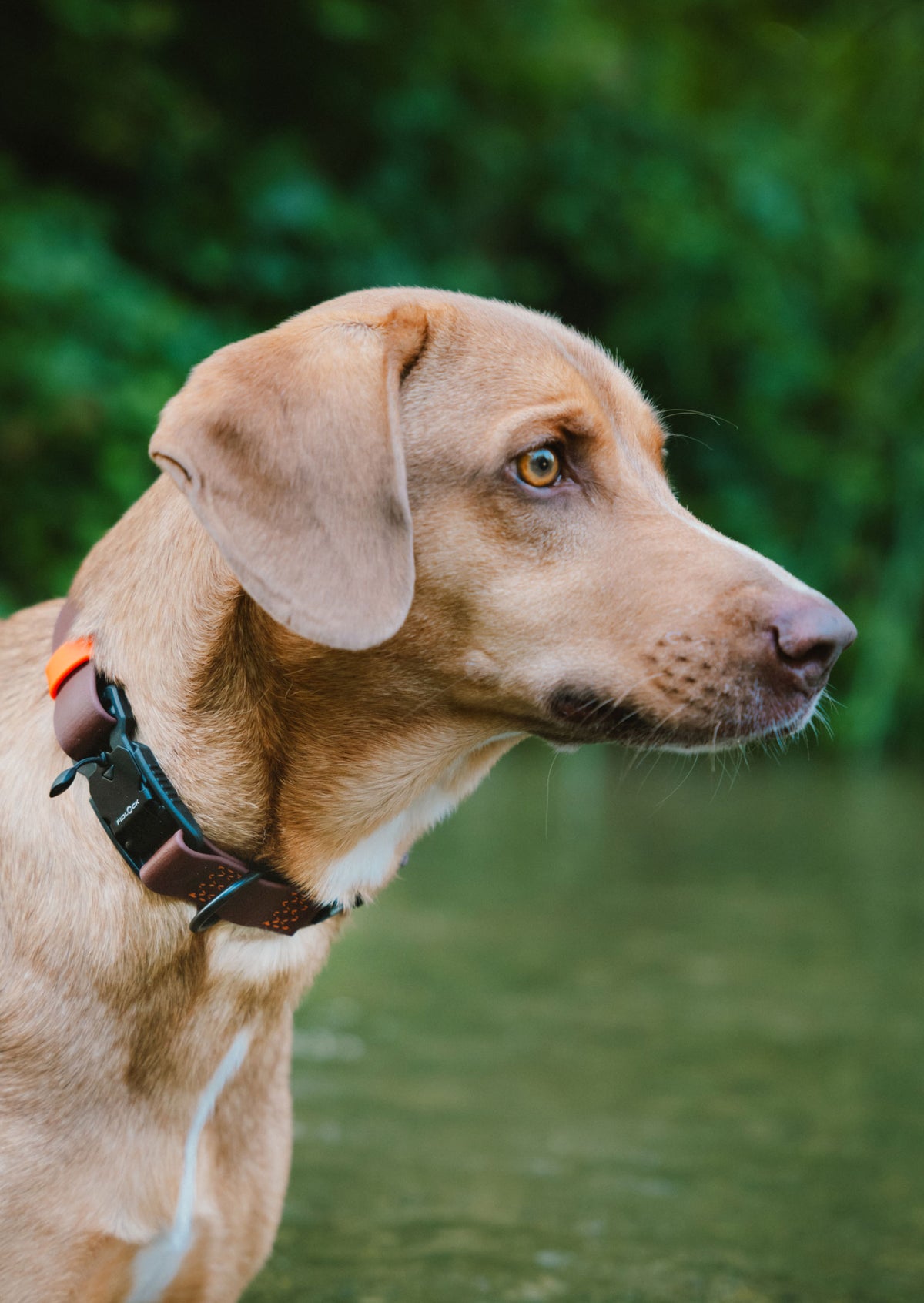 CLOUD7_ Ein brauner Hund mit einem schwarz-orangefarbenen Halsband steht im seichten Wasser und blickt aufmerksam nach rechts. Üppiges grünes Laub füllt den unscharfen Hintergrund.