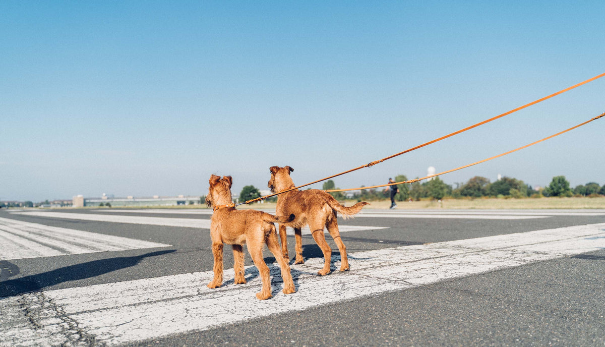 CLOUD7_ Zwei braune Hunde an der Leine stehen auf einer großen, leeren Asphaltfläche mit weißen Streifen und blicken an einem klaren, sonnigen Tag in die Ferne. Im Hintergrund sind Bäume und Gebäude zu sehen.