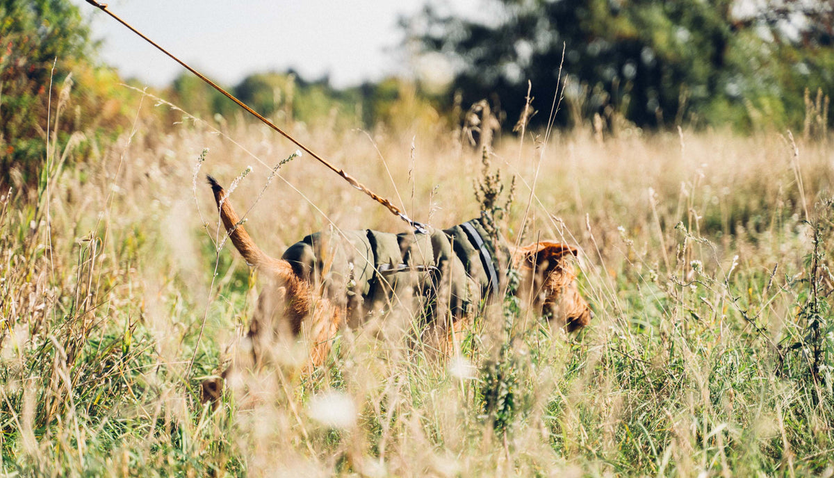 CLOUD7_ Ein brauner Hund an der Leine läuft durch hohes Gras auf einer sonnigen Wiese und ist teilweise von der Vegetation verdeckt.
