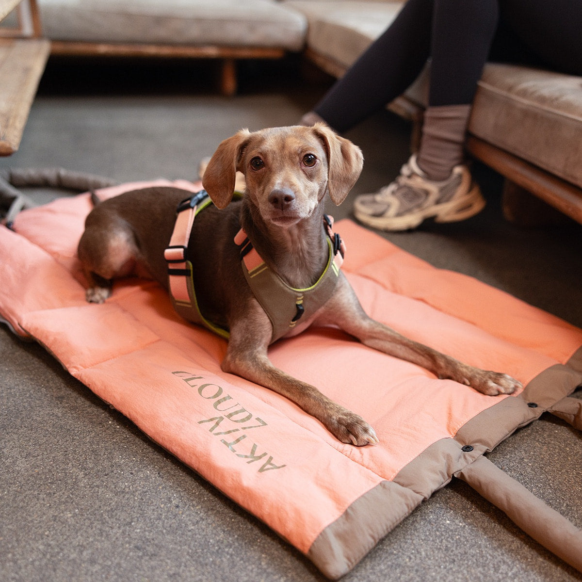 CLOUD7_ Ein brauner Hund, der ein Geschirr trägt, liegt drinnen auf einer pfirsichfarbenen Matte. In der Nähe sitzt eine Person auf einem Sofa, von der nur die untere Körperhälfte zu sehen ist.