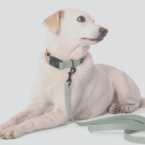 CLOUD7_ Ein hellfarbiger Hund mit einem schwarzen Halsband und einer mintgrünen Leine liegt vor einem schlichten, hellen Hintergrund und schaut zur Seite.