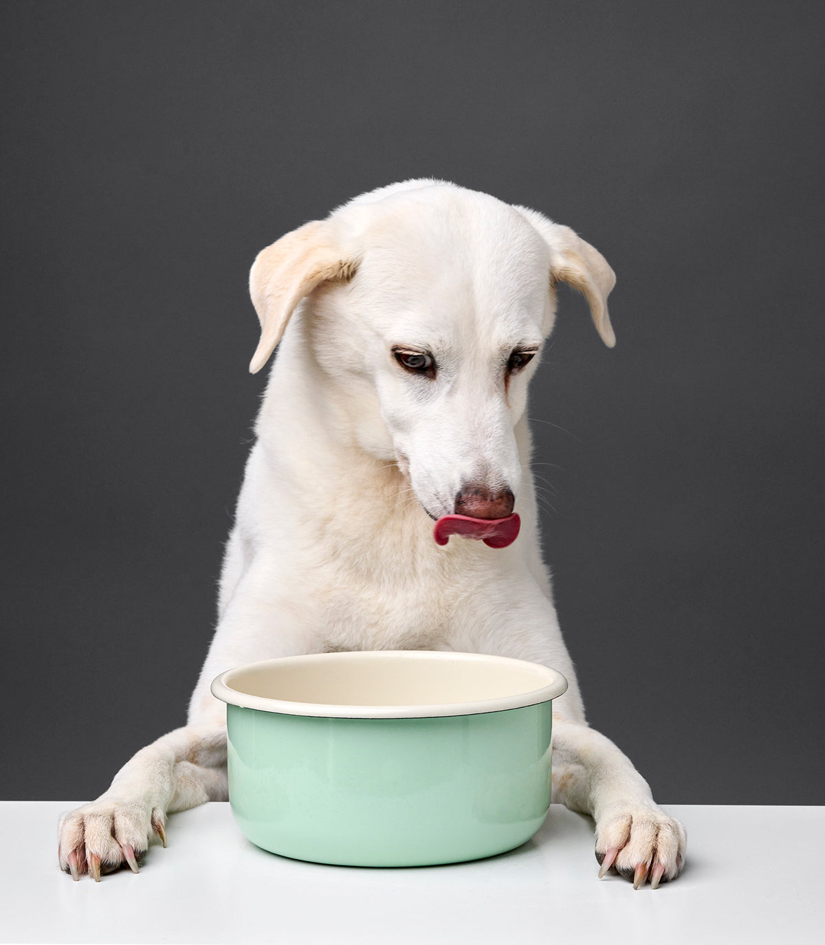 CLOUD7_ Ein weißer Hund sitzt an einem Tisch, leckt sich die Lippen und blickt dabei auf eine hellgrüne Schüssel vor sich. Der Hintergrund ist einfarbig grau.