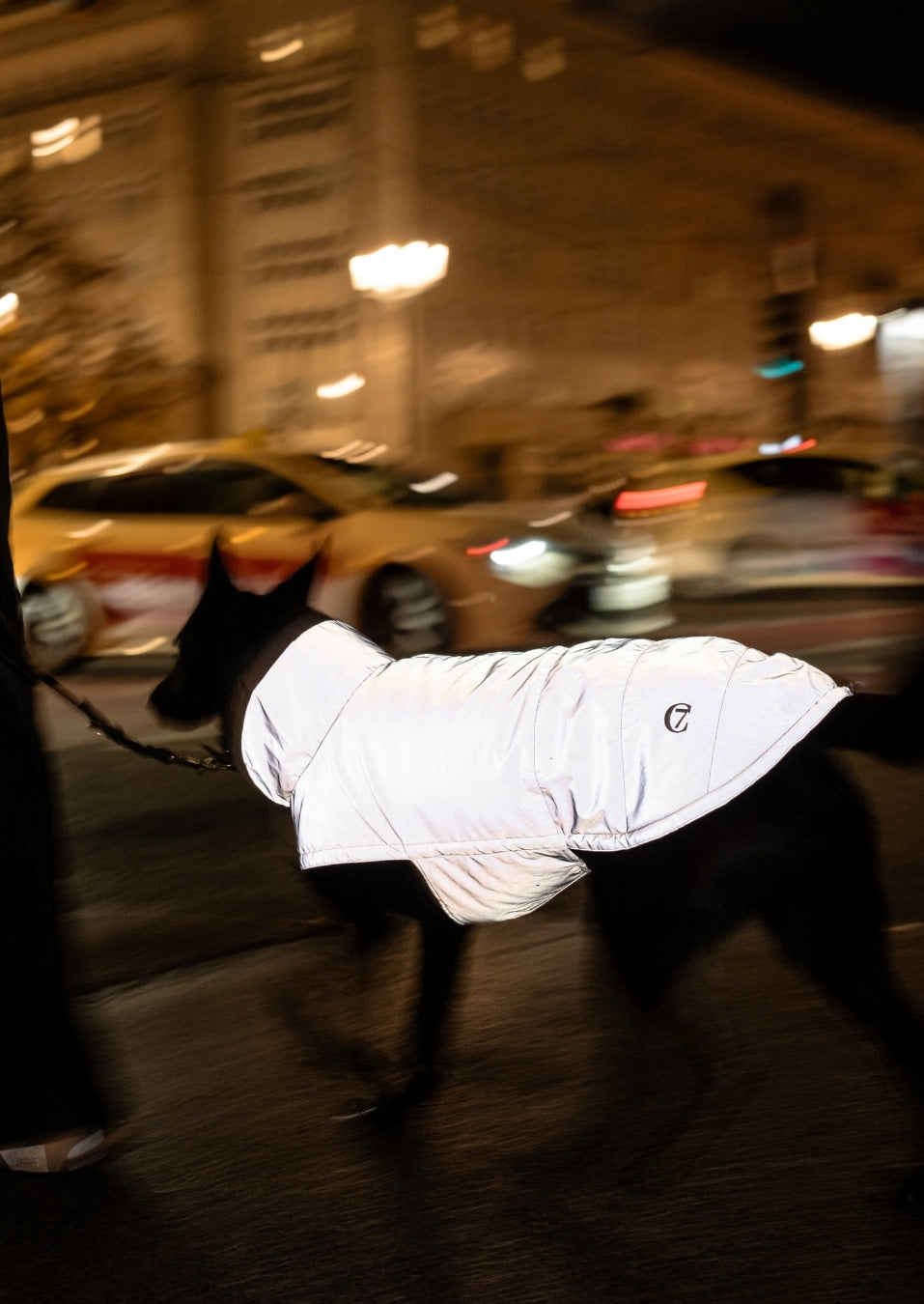 CLOUD7_ Ein schwarzer Hund mit einer weißen Jacke läuft nachts an der Leine, im Hintergrund sind verschwommene Autos und Stadtlichter zu sehen.