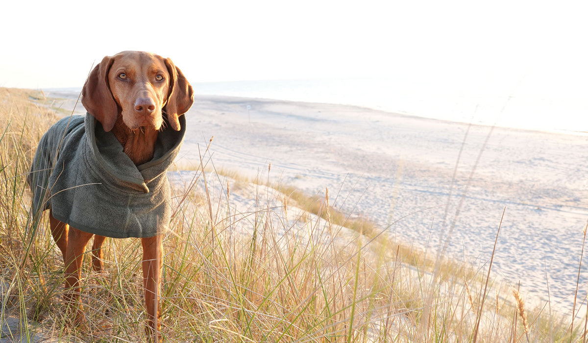 CLOUD7_ Ein brauner Hund, der einen grünen Mantel trägt, steht im hohen Gras an einem Sandstrand und blickt in die Kamera, während im Hintergrund unter einem strahlend blauen Himmel das Meer zu sehen ist.