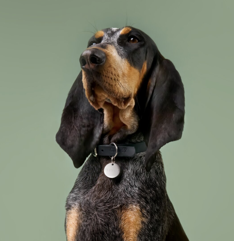 CLOUD7_ Ein schwarz-brauner Hund mit langen Ohren und gesprenkeltem Fell sitzt vor einem schlichten grünen Hintergrund und trägt ein schwarzes Halsband mit einer runden silbernen Marke.
