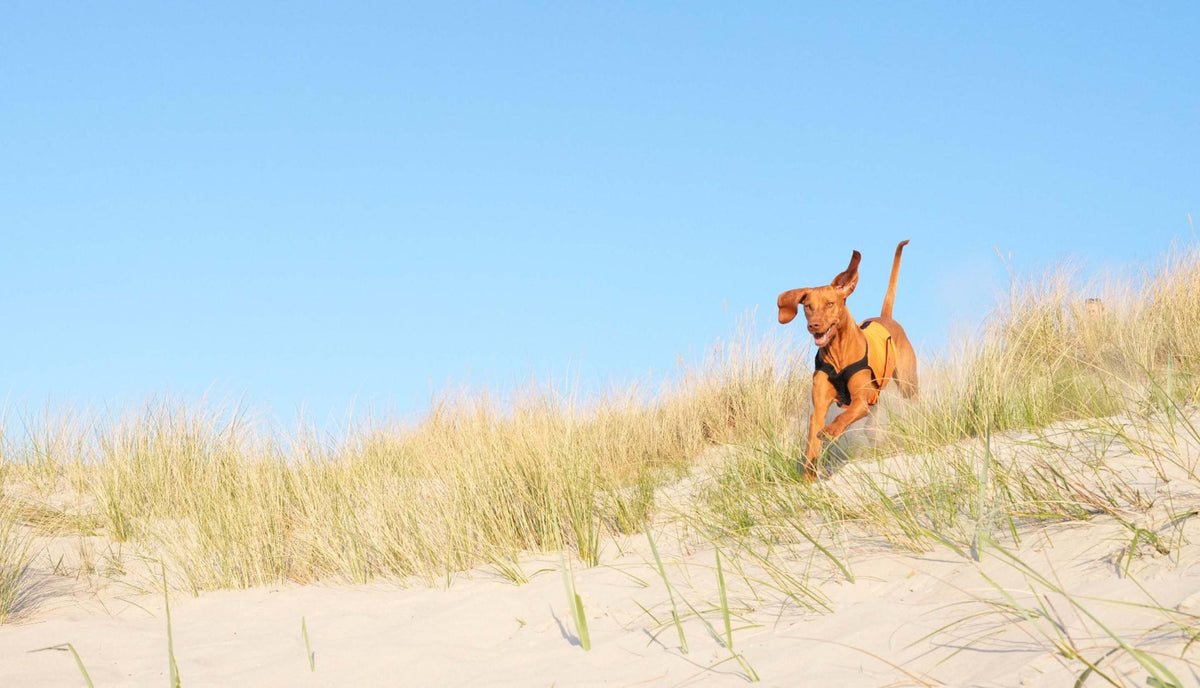 CLOUD7_ Ein brauner Hund mit einem schwarzen Geschirr rennt unter einem strahlend blauen Himmel verspielt durch die mit hohem Gras bewachsenen Sanddünen.
