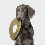CLOUD7_ Ein grauer Hund mit Schlappohren sitzt mit einem kreisrunden, khakifarbenen Hundespielzeug Frisbee AKTIV im Maul und schaut leicht zur Seite vor einem schlichten hellen Hintergrund.