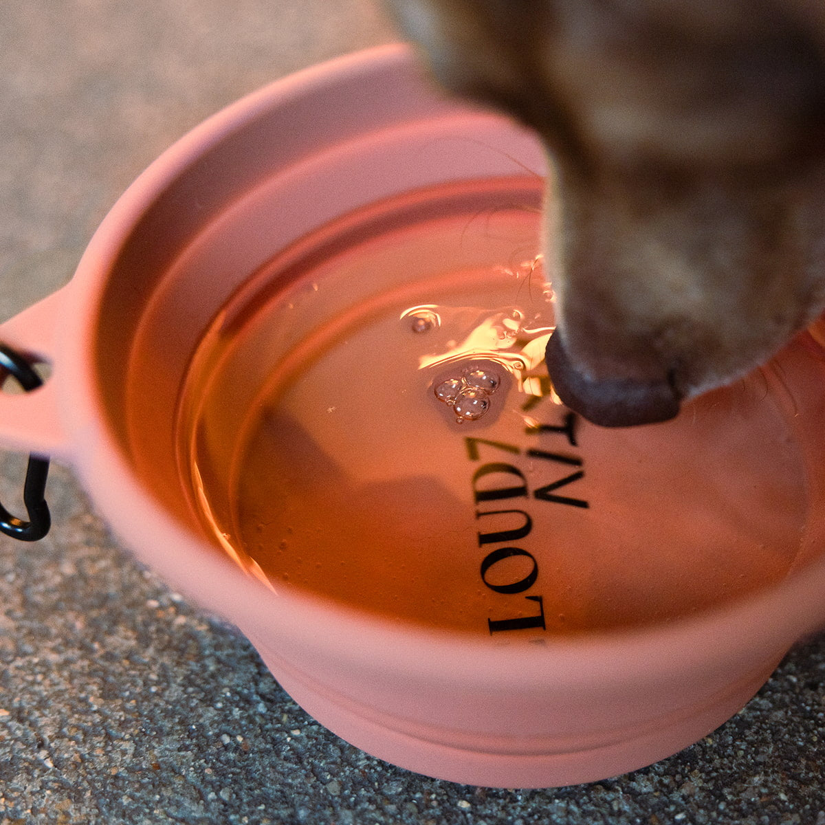CLOUD7_ Ein Hund trinkt Wasser aus einem rosa, zusammenklappbaren Napf, der auf einer strukturierten Oberfläche steht. Die Schnauze des Hundes ist zu sehen, und im Napf ist teilweise schwarzer Text zu erkennen.