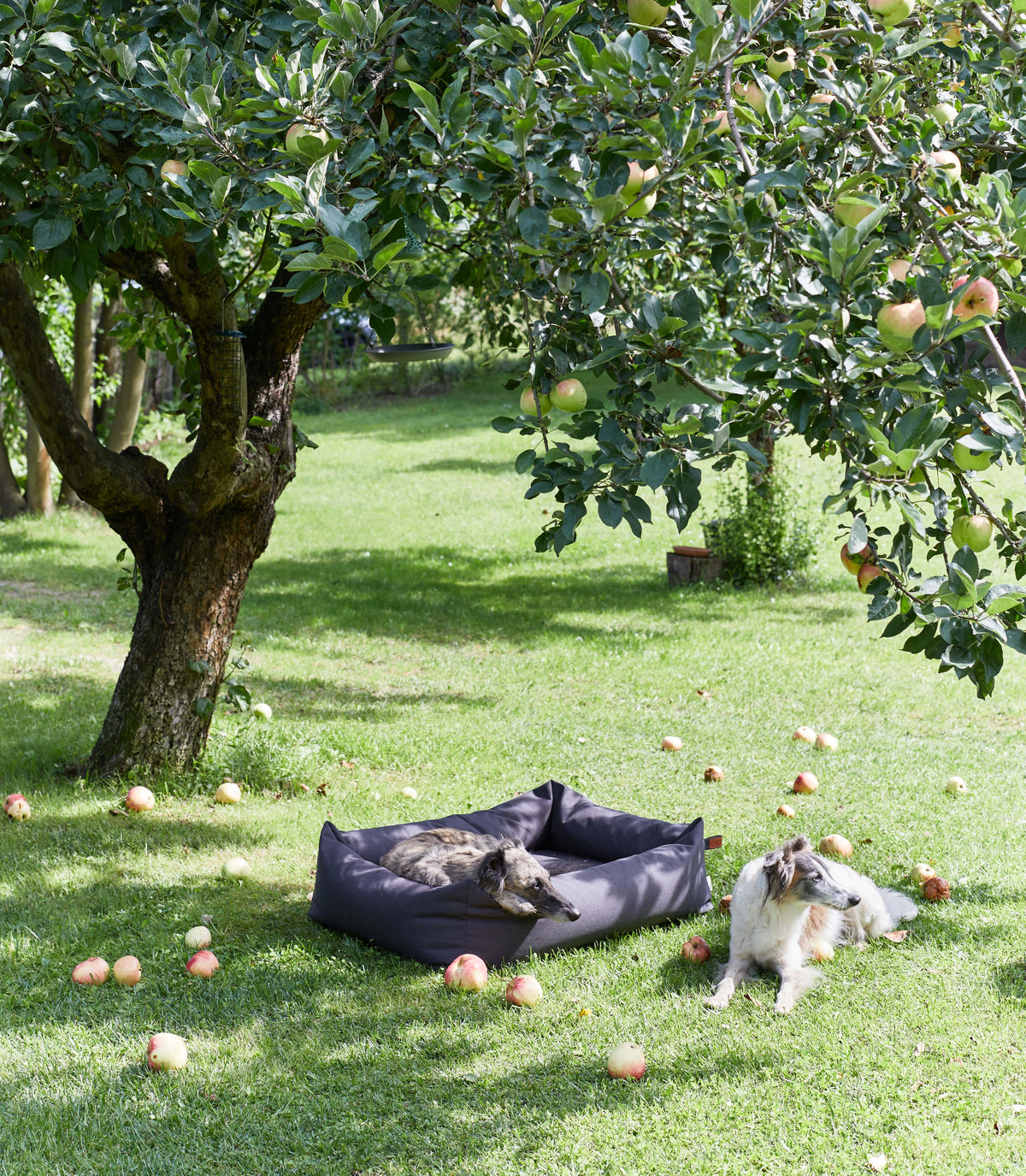 CLOUD7_ Zwei Hunde ruhen sich unter einem Apfelbaum auf grünem Gras aus; ein Hund liegt in einem schwarzen Bettchen, der andere daneben. Um sie herum liegen fallene Äpfel auf dem Boden verstreut.