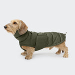 CLOUD7_ Ein kleiner hellbrauner Dackel steht seitlich und trägt den Hundemantel Dackel Alaska Light Olive mit hohem Hals und Seitentasche vor einem schlichten hellgrauen Hintergrund.