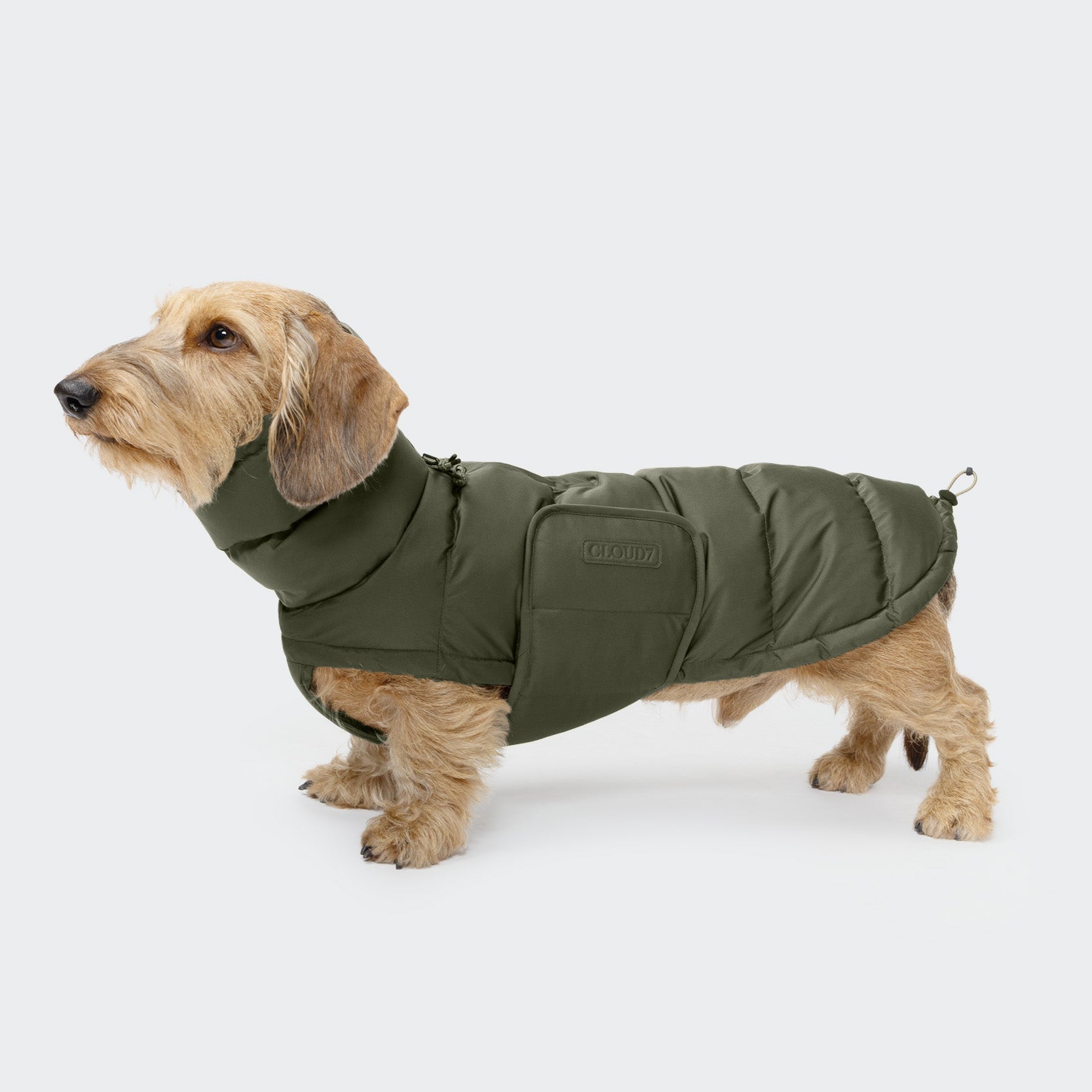 CLOUD7_ Ein kleiner hellbrauner Dackel steht seitlich und trägt den Hundemantel Dackel Alaska Light Olive mit hohem Hals und Seitentasche vor einem schlichten hellgrauen Hintergrund.
