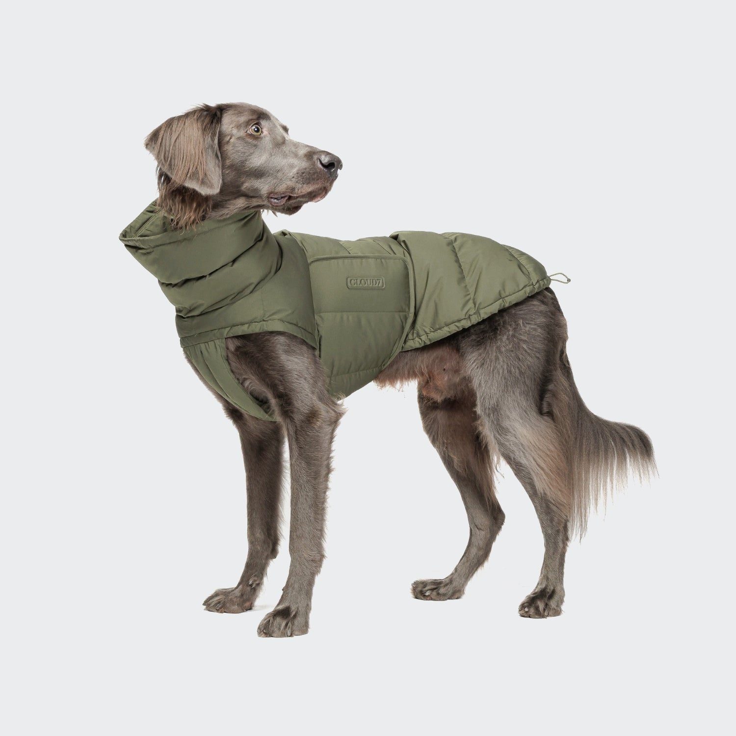 CLOUD7_ Ein großer grauer Hund, der aufmerksam nach links schaut, steht auf einem einfarbig weißen Hintergrund und trägt den Hundemantel Alaska Light Olive, einen olivgrünen wasserdichten Hundemantel.