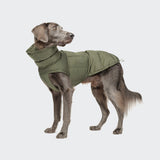 CLOUD7_ Ein großer grauer Hund, der aufmerksam nach links schaut, steht auf einem einfarbig weißen Hintergrund und trägt den Hundemantel Alaska Light Olive, einen olivgrünen wasserdichten Hundemantel.