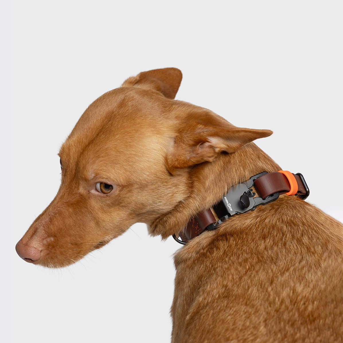 CLOUD7_ Ein hellbrauner Hund mit kurzem Fell schaut über die Schulter und trägt das Hundehalsband BioThane Ipanema Dark Aubergine mit schwarzer und orangefarbener Schnalle vor einem schlichten hellgrauen Hintergrund.