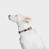 CLOUD7_ Ein weißer Hund mit hellbrauner Nase und Ohren sitzt im Profil vor einem weißen Hintergrund und trägt das Hundehalsband BioThane Ipanema Lilac, ein Halsband, das für seinen Komfort und seine Haltbarkeit bekannt ist.