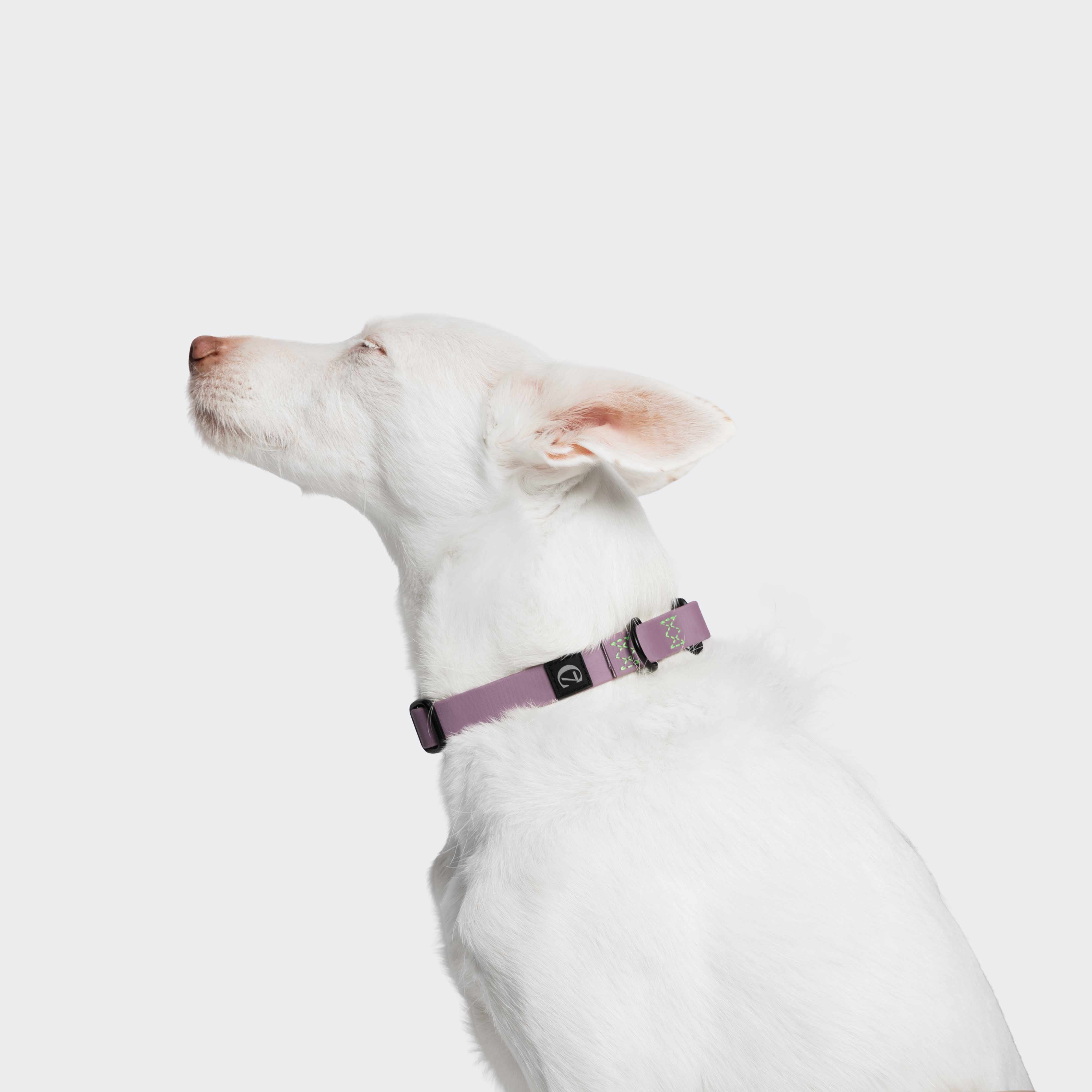 CLOUD7_ Ein weißer Hund mit hellbrauner Nase und Ohren sitzt im Profil vor einem weißen Hintergrund und trägt das Hundehalsband BioThane Ipanema Lilac, ein Halsband, das für seinen Komfort und seine Haltbarkeit bekannt ist.