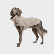 CLOUD7_ Ein großer, grauer Hund mit Schlappohren trägt den Hundemantel Brooklyn Tweed Beige im Rollkragenstil, steht auf weißem Hintergrund und schaut leicht nach oben.