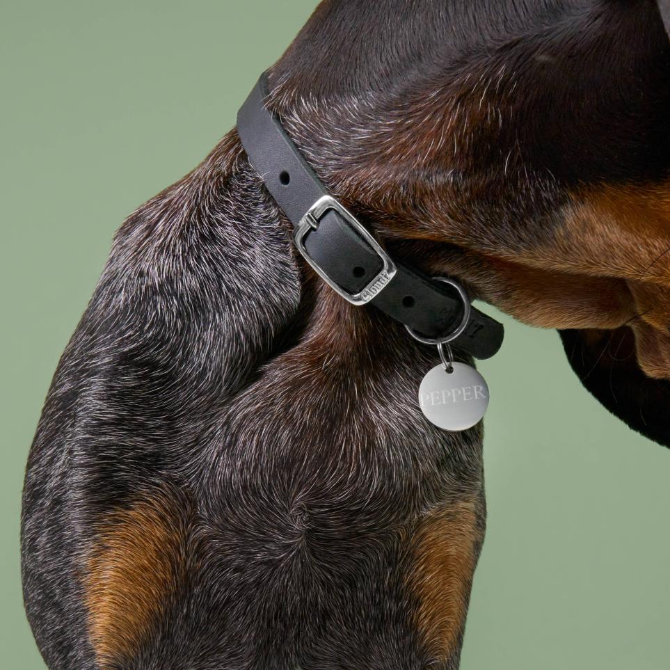CLOUD7_ Nahaufnahme des Halses eines Hundes, der ein schwarzes Halsband mit einer runden, silbernen Marke trägt, auf der der Name „PEPPER“ eingraviert ist. Der Hund hat kurzes, dunkles Fell mit braunen Abzeichen und ist vor einem einfarbigen grünen Hintergrund abgebildet.
