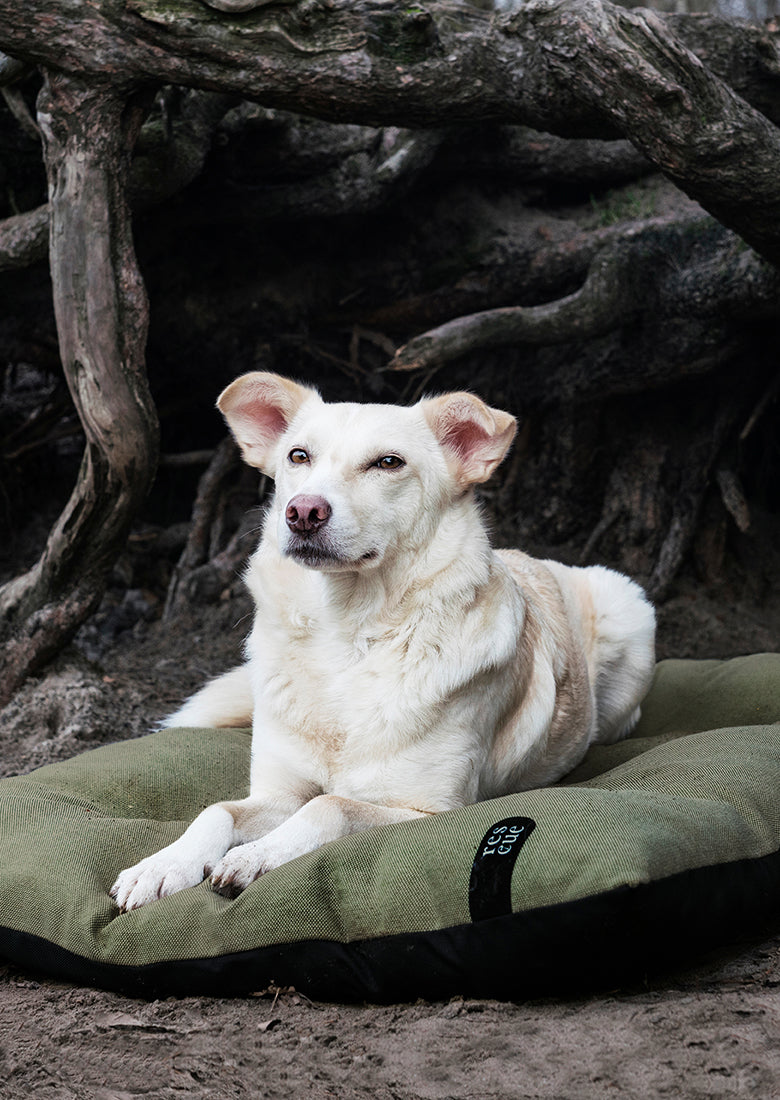 CLOUD7_ Ein hellfarbiger Hund mit spitzen Ohren liegt draußen auf einem grünen Kissen, im Hintergrund sind gewundene Baumwurzeln zu sehen.