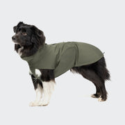 CLOUD7_ Ein schwarz-weißer Hund steht mit dem Hunderegenmantel Dublin 2.0 Dark Olive vor einem schlichten hellgrauen Hintergrund.