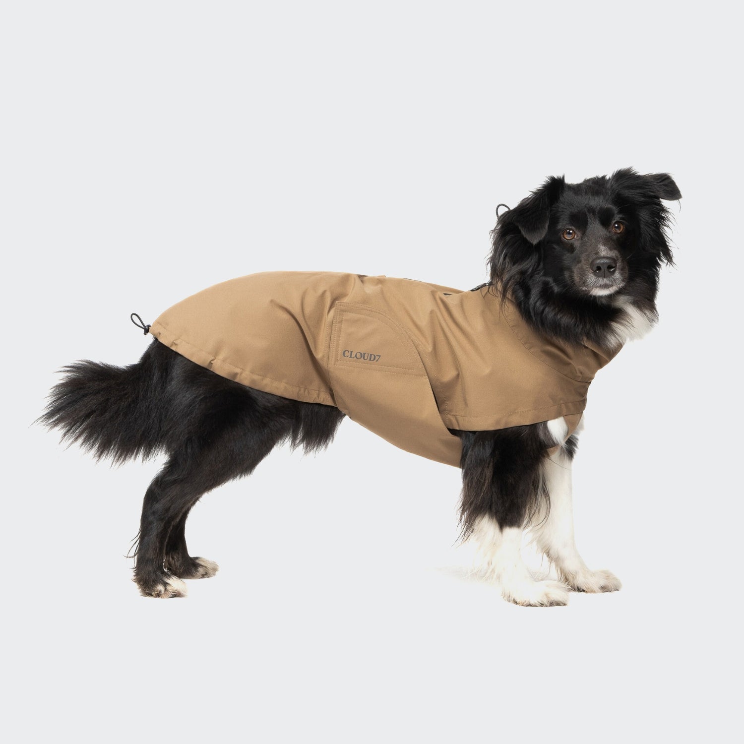 Ein schwarz-weißer Hund, der den Hunderegenmantel „Dublin 2.0“ in der Farbe „Sandy Brown“ trägt, steht vor einem schlichten weißen Hintergrund und blickt in die Kamera.