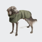 CLOUD7_ Ein großer grauer Hund, der einen Hundemantel Everest Light Olive trägt, steht auf einem schlichten hellgrauen Hintergrund und schaut leicht zur Seite.