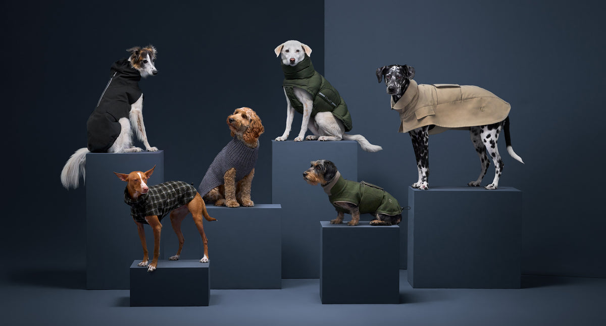 CLOUD7_ Sechs Hunde verschiedener Rassen posieren auf blauen Sockeln; jeder trägt einen stilvollen Mantel oder Pullover in neutralen oder dunklen Farben vor einem dunkelblauen Studiohintergrund.