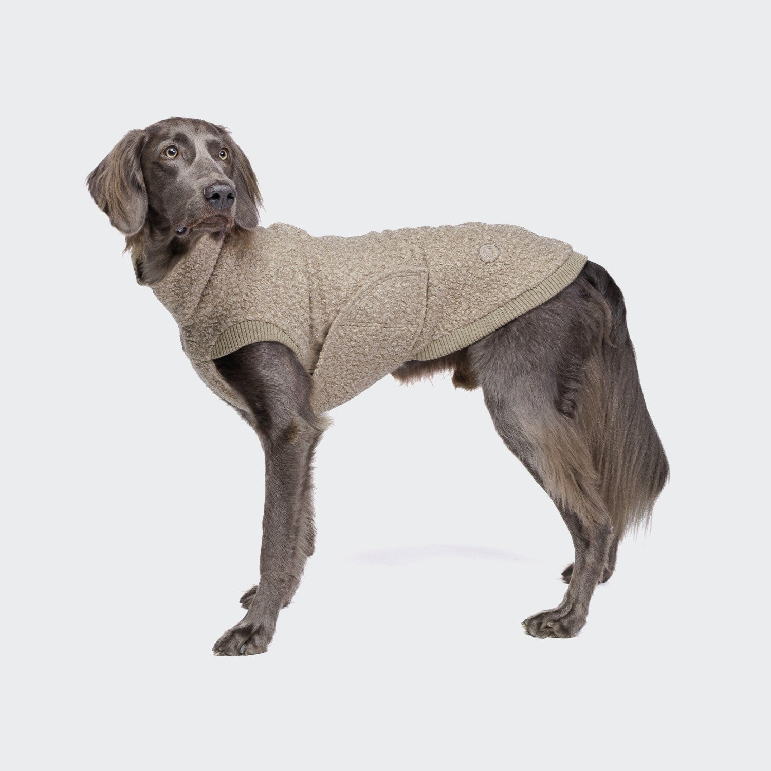 CLOUD7_ Ein langhaariger grauer Hund blickt nach links und trägt den Hundepullover Gotland Sandy Brown. Der Kopf des Hundes ist leicht zur Seite gedreht vor einem schlichten weißen Hintergrund.