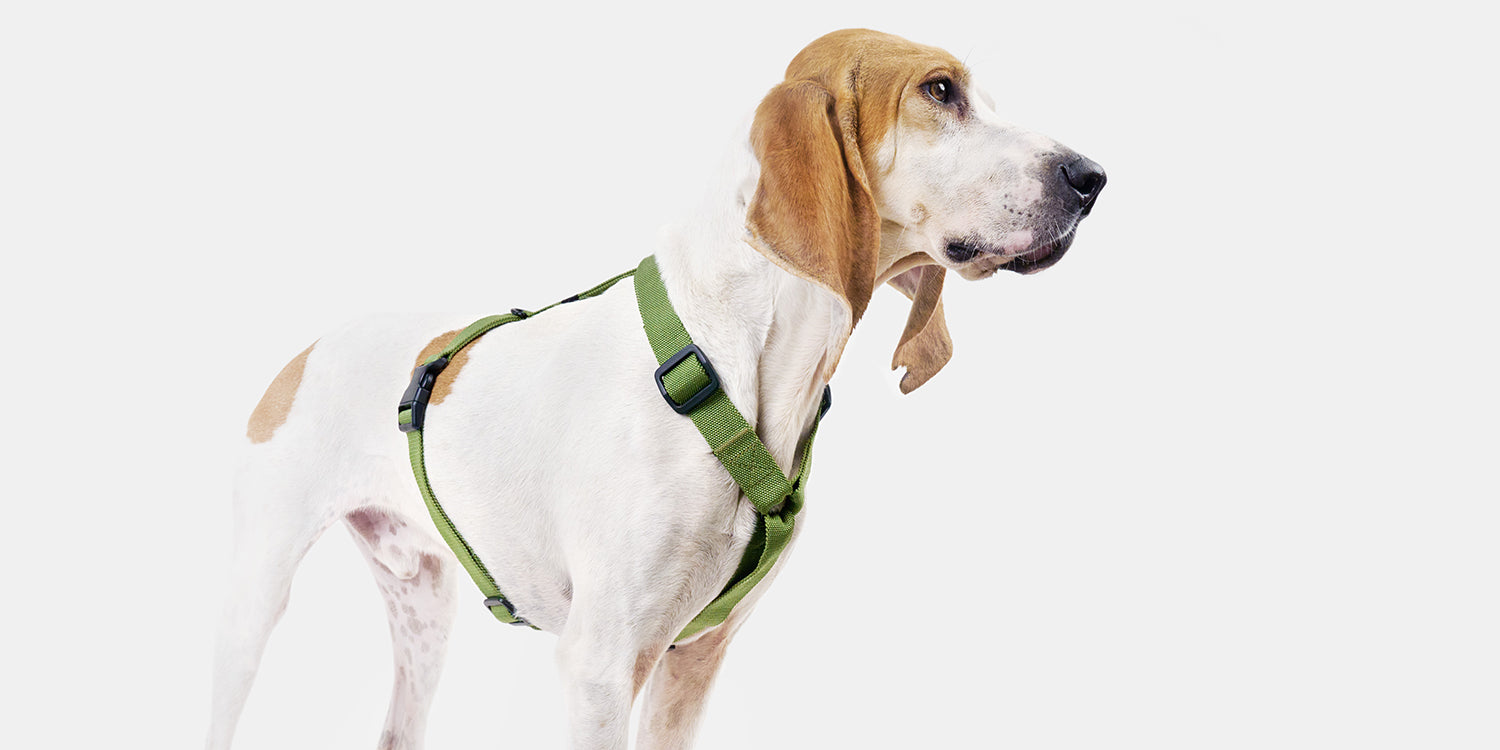 dog wearing y-harness in colour green