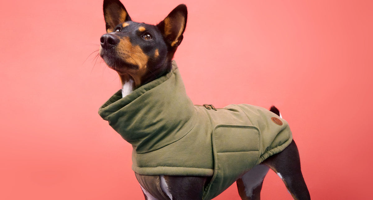 CLOUD7_ Ein schwarz-brauner Hund, der eine grüne, wattierte Jacke trägt, steht vor einem rosa Hintergrund und blickt mit gespitzten Ohren nach oben.