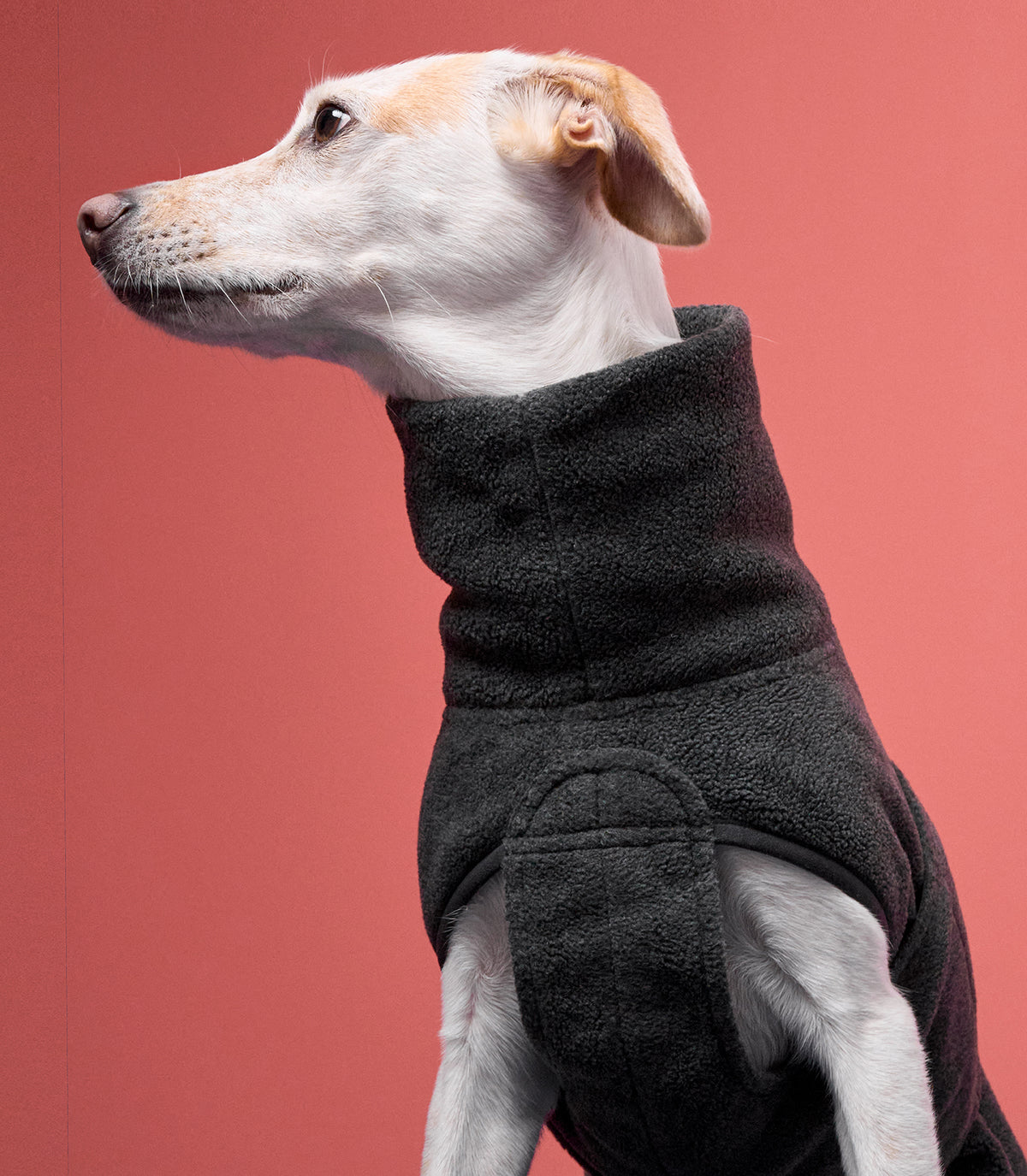 CLOUD7_ Ein hellfarbiger Hund, der eine schwarze Fleecejacke trägt, sitzt vor einem einfarbigen rosa Hintergrund und schaut nach links.