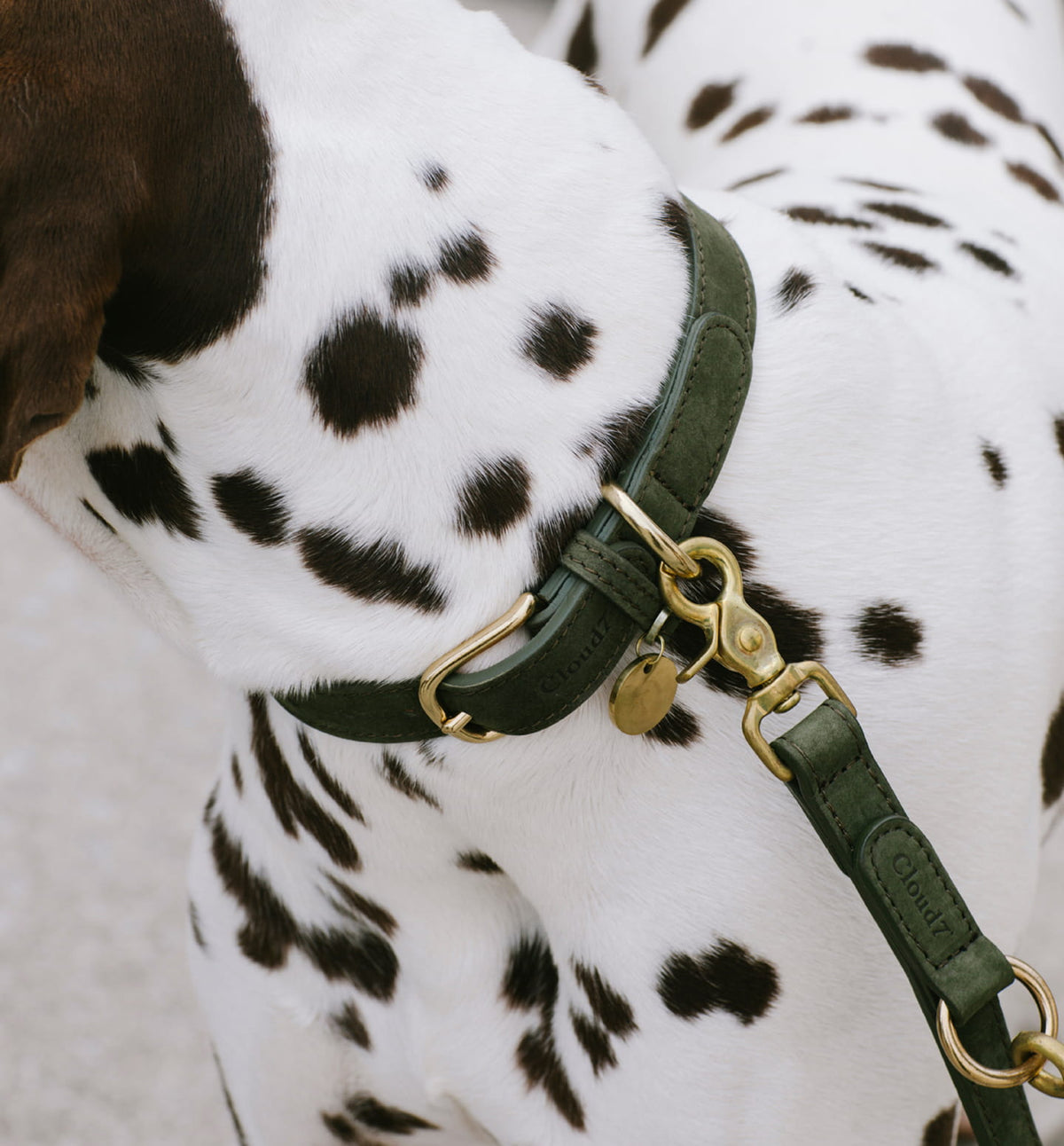 CLOUD7_ Dalmatiner mit schwarzen Flecken, der ein dunkelgrünes Halsband und eine dazu passende Leine mit goldenen Beschlägen trägt, im Nahbild im Freien.