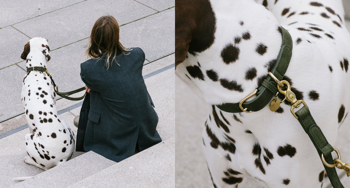 CLOUD7_ Eine Person in einem dunklen Mantel sitzt auf einer Treppe neben einem Dalmatiner, der an einer grünen Leine geführt wird. Auf der rechten Seite ist eine Nahaufnahme des gefleckten Halses und des Halsbands des Hundes zu sehen.