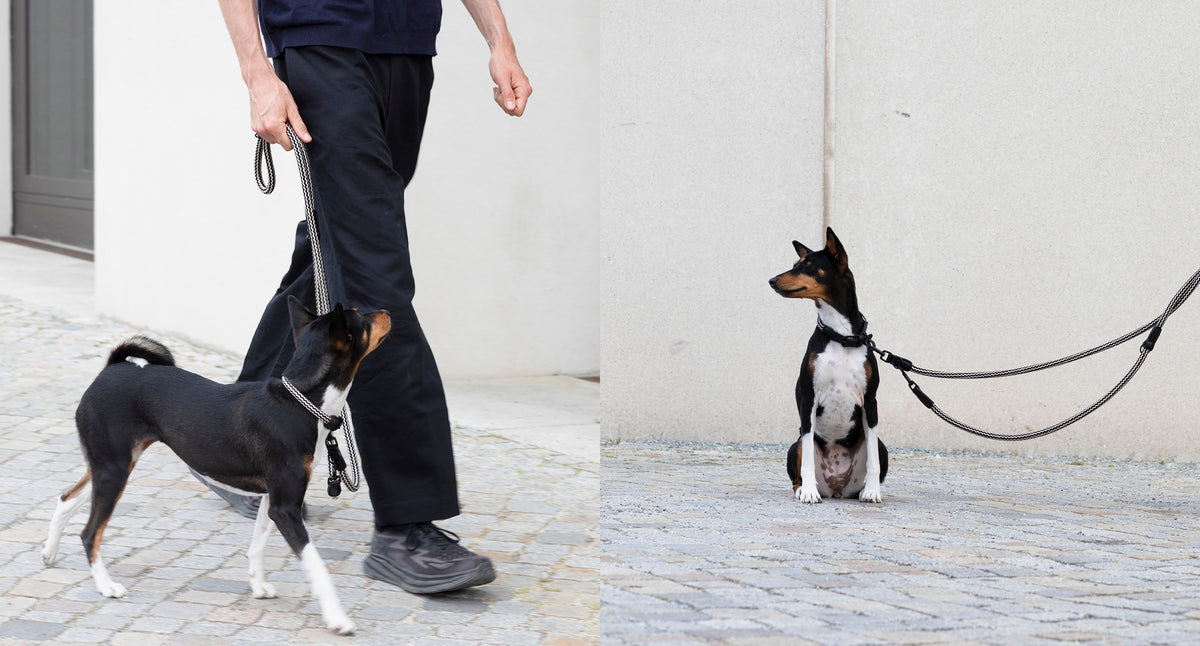 CLOUD7_ Eine Person in einer schwarzen Hose führt draußen einen schwarz-weißen Hund an der Leine spazieren; auf dem zweiten Bild sitzt der Hund auf dem Boden, schaut zur Seite und ist immer noch an der Leine.