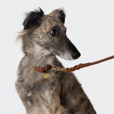 Dog Leash Hyde Park Cognac
