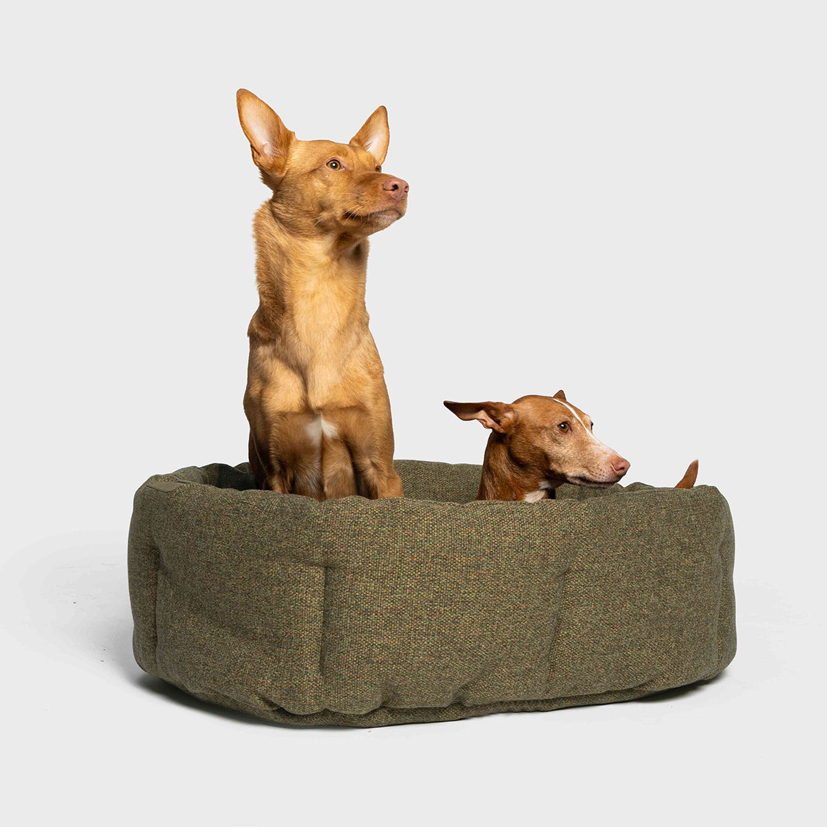 CLOUD7_ Zwei braune Hunde ruhen zusammen auf dem Hundekissen Lazy Mélange Olive, einem ovalen Kissen mit hohem Rand für Hunde, vor einem schlichten weißen Hintergrund. Ein Hund sitzt aufrecht, während der andere liegt, beide mit Blick in verschiedene Richtungen.