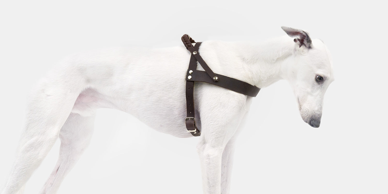 dog wearing Norwegian harness in colour black