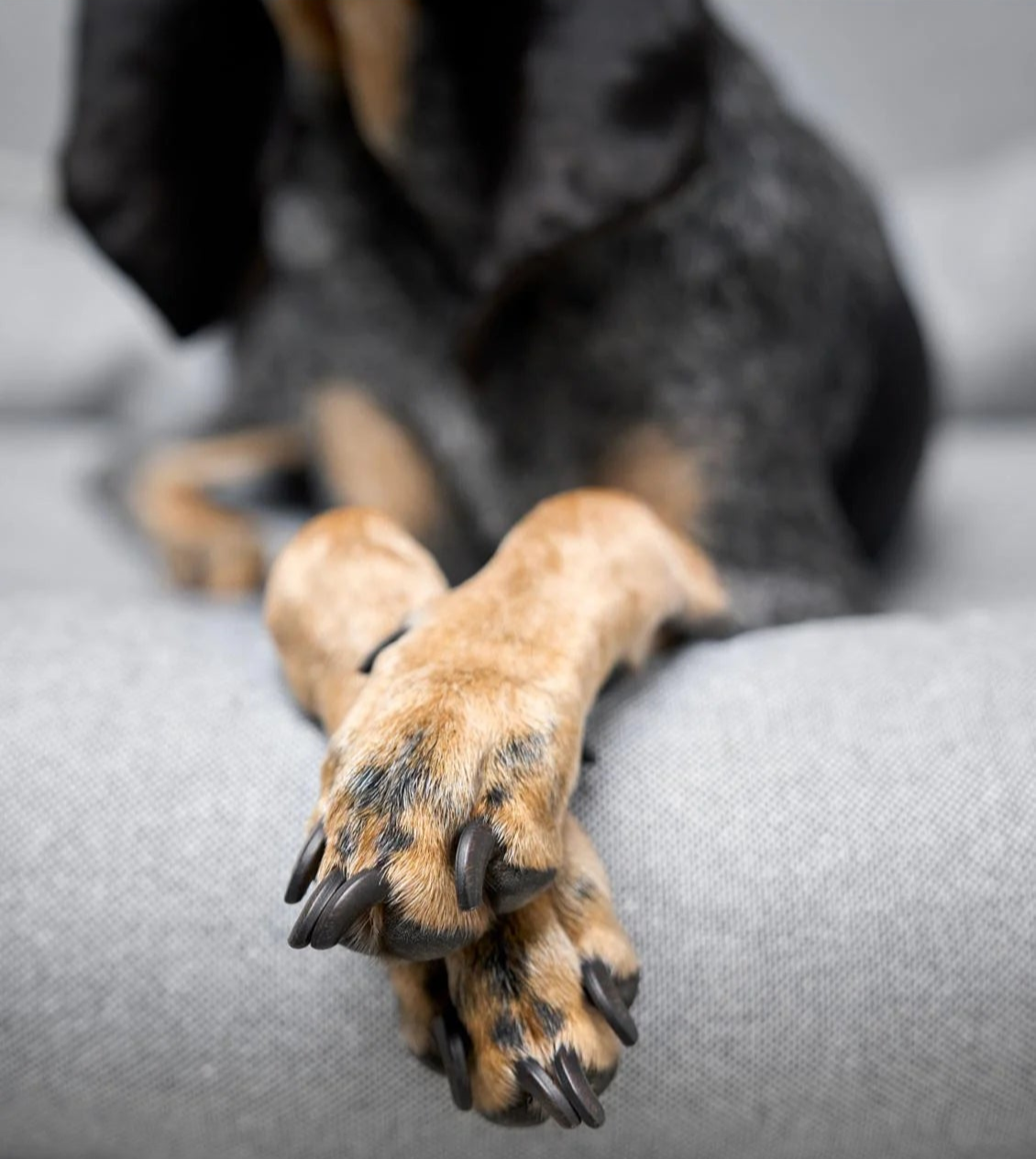CLOUD7_ Eine Nahaufnahme der überkreuzten Vorderpfoten eines Hundes auf einem hellgrauen Kissen, wobei der Rest des Hundekörpers im Hintergrund unscharf erscheint.