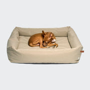 CLOUD7_ Ein brauner Hund hat sich auf dem „Outdoor Hundebett Sleepy Deluxe Sand“ zusammengerollt und schläft. Dabei handelt es sich um ein großes, rechteckiges Bett mit austauschbaren Bezügen, wasserdichtem Outdoor-Stoff und erhöhten Seitenwänden, das vor einem schlichten, hellgrauen Hintergrund zu sehen ist.