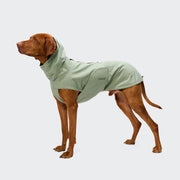 Ein brauner Hund, der den Hunderegenmantel „Dublin 2.0 Dusty Mint“ trägt, steht vor einem einfarbigen hellgrauen Hintergrund und blickt nach oben und leicht nach links.