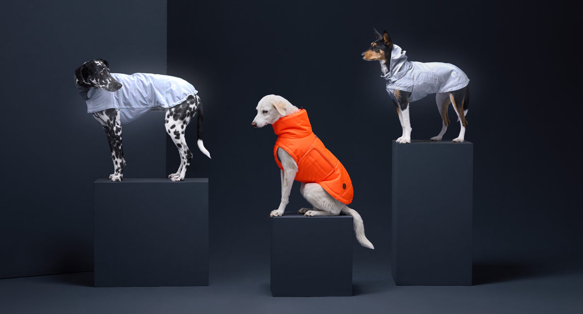CLOUD7_ Drei Hunde posieren auf dunklen Podesten. Zwei tragen glänzende silberne Jacken, und der Hund in der Mitte trägt eine leuchtend orangefarbene Weste. Der Hintergrund ist dunkel, wodurch ihre Outfits besonders gut zur Geltung kommen.