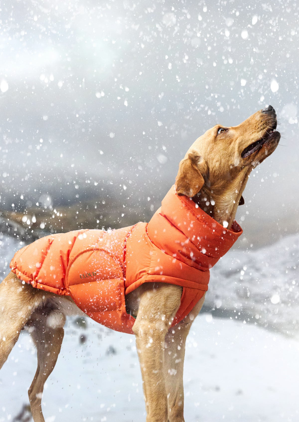 CLOUD7_ Ein Hund, der eine orangefarbene Daunenjacke trägt, steht im Schnee und blickt nach oben, während um ihn herum Schneeflocken vor einem winterlichen, verschwommenen Hintergrund herabfallen.