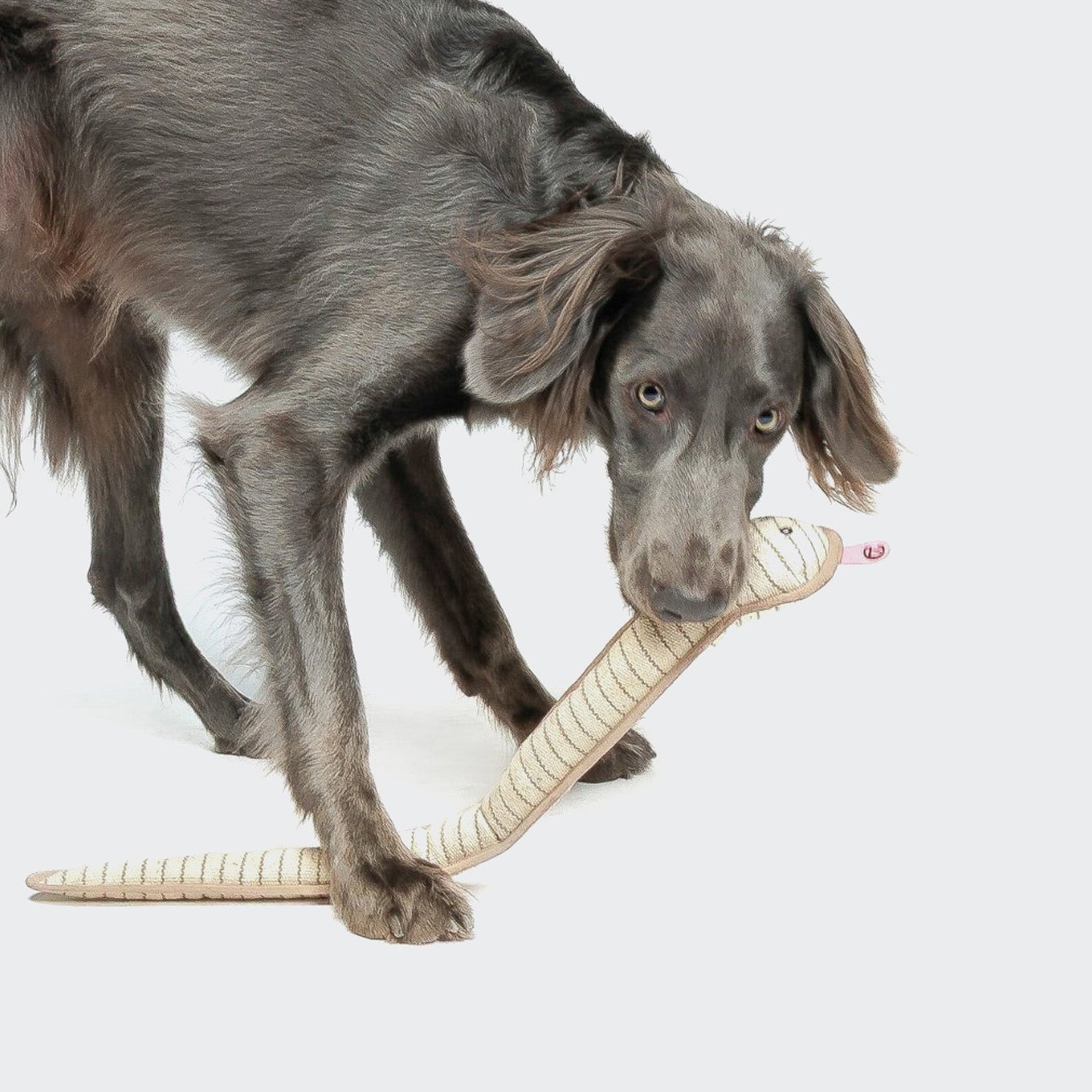 CLOUD7_ Ein grauer Hund hält ein beiges Plüschtier in Form einer Schlange im Maul und steht vor einem schlichten weißen Hintergrund.
