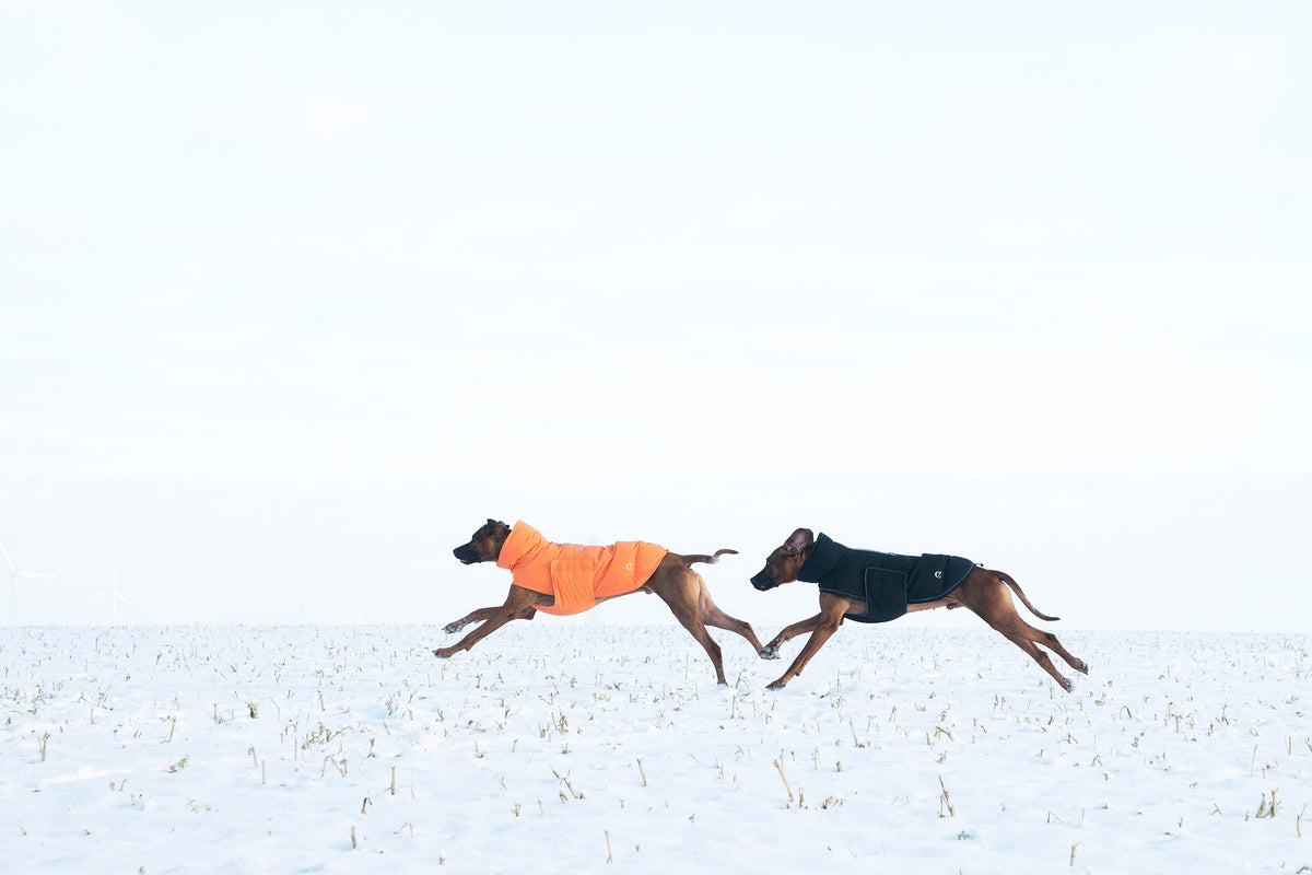 Dogs running in snowy landscape wearing dog coats