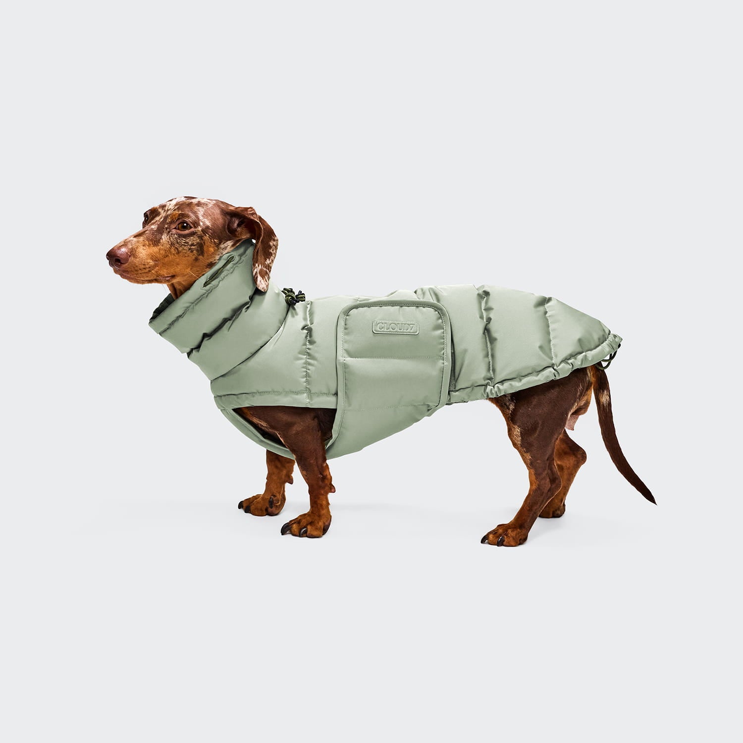 Ein brauner Dackel, der einen hellgrünen, gefütterten Hundemantel „Dackel Alaska Dusty Mint“ trägt, steht vor einem einfarbigen hellgrauen Hintergrund.