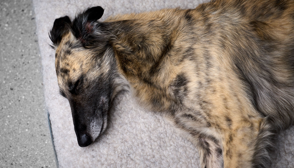 CLOUD7_ Ein gestromter Hund liegt auf der Seite und schläft friedlich auf einer weichen, hellen Decke. Sein Kopf ruht sanft, ein Ohr ist nach hinten gekippt.